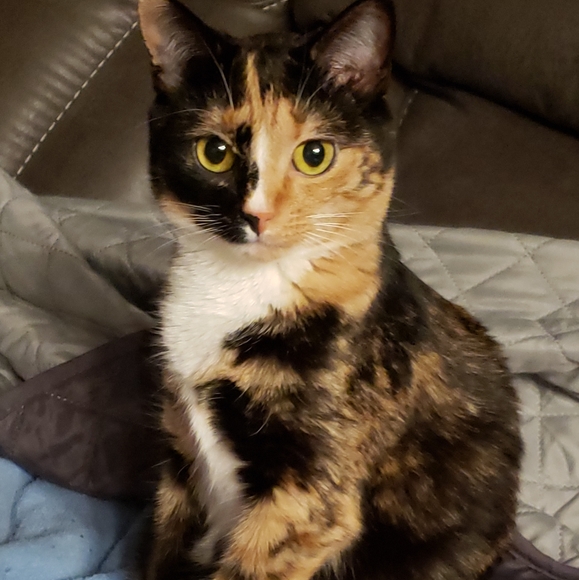 😻 Meet Your Posher's Cats! 😻 - Picture 6 of 15